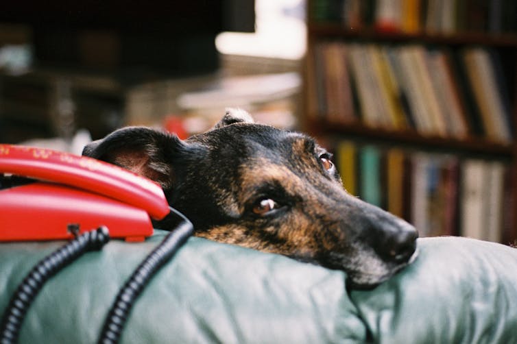 Perro triste en un sofá.