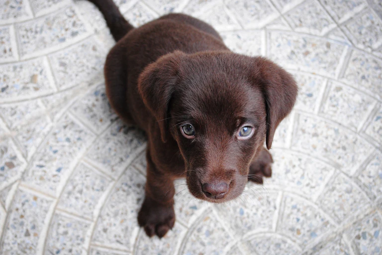 Puppy looking at the camera