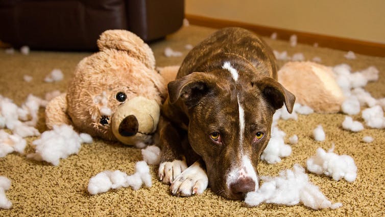 Perro sentado en los restos de un peluche desmenuzado.