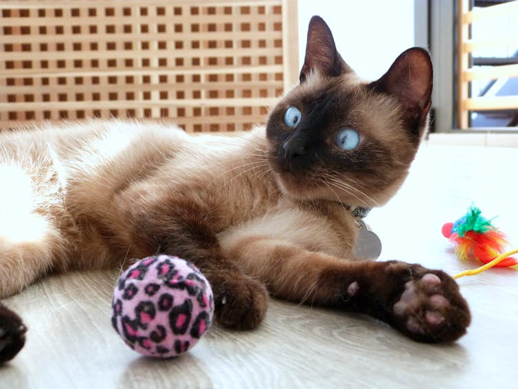 Un gato jugando con juguetes.