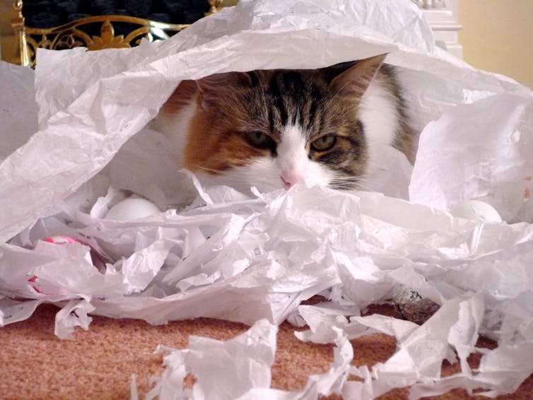 A cat with shredded paper