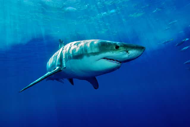 White shark underwater