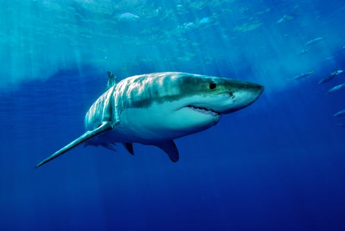 Fatal shark attacks are at a record high. 'Deterrent' devices can help, but some may be nothing but snake oil