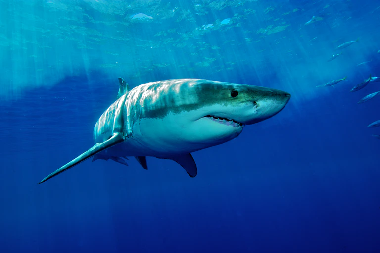 White shark underwater