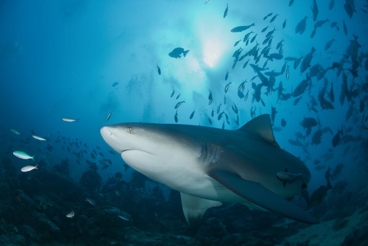 Bull shark swims near smaller fish