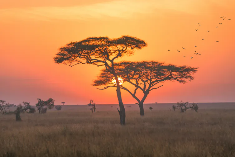 Tree silhouettes with an orange sunrise in the background.