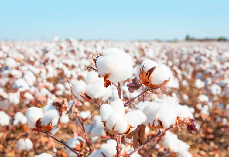 A close-up image of a cotton boll within a large cotton field.