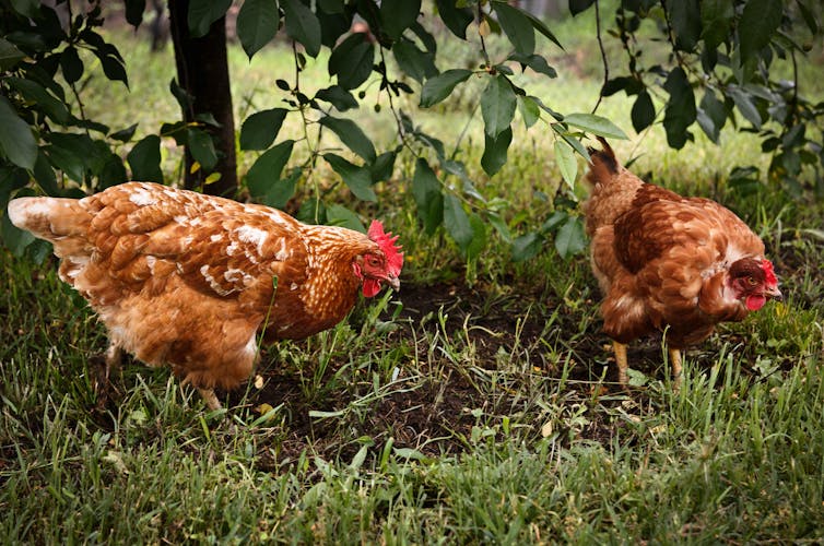 Hens in the garden.