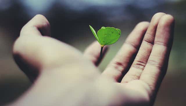 A tiny seedling is seen in someone's hand.