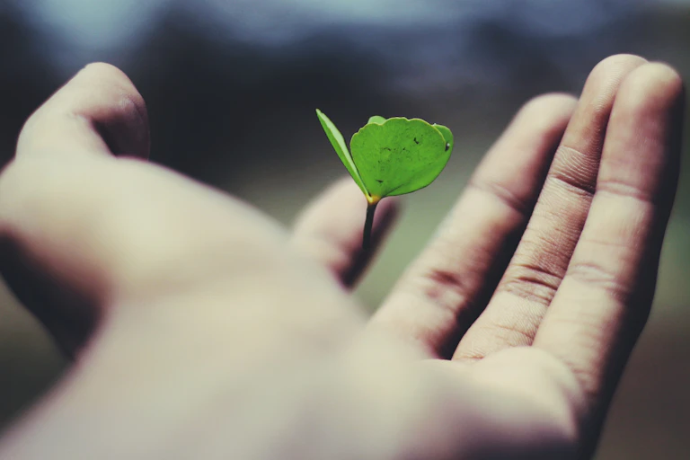A tiny seedling is seen in someone's hand.