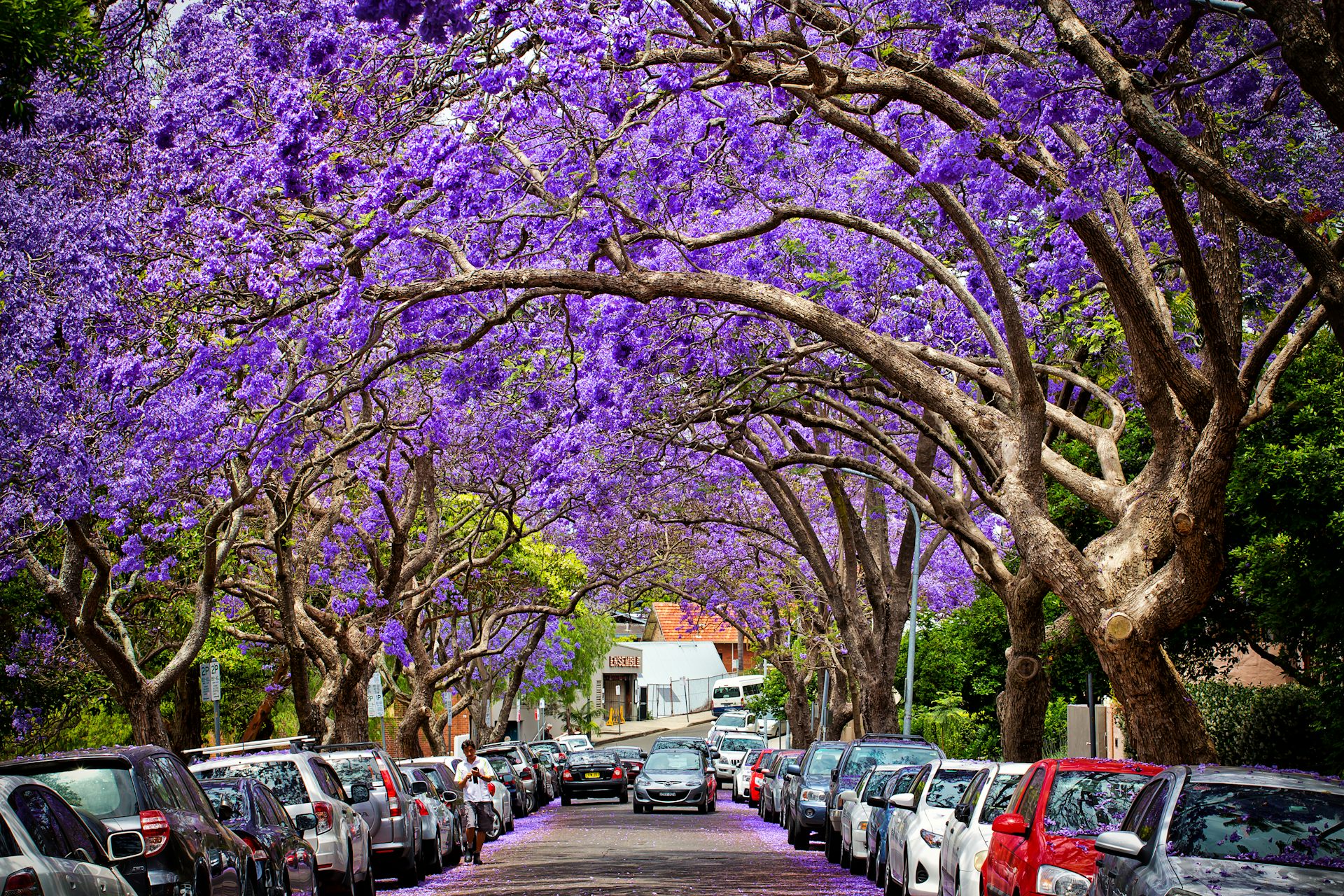 Why there's a lot more to love about jacarandas than just their