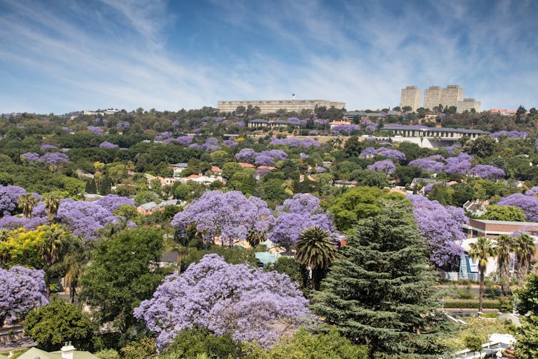 Aerial shot of purple jacaranda canopies among green canopies.