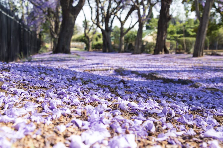 Purple jacaranda flowers covering the ground.