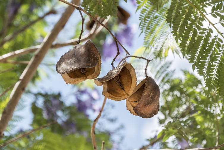 Dried brown jacaranda pods hanging from a branch
