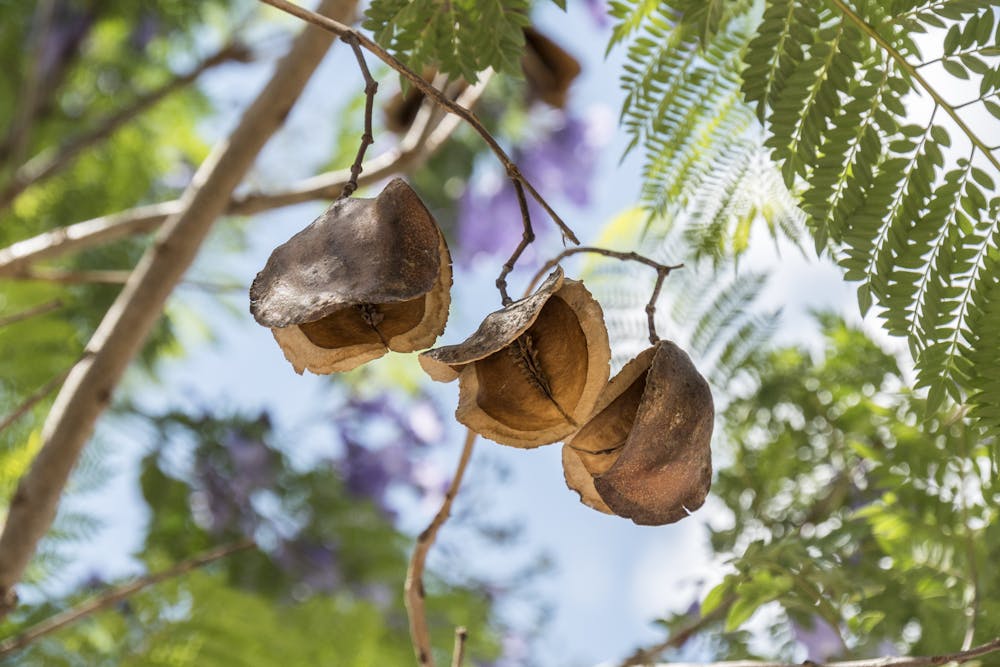 pic Jacaranda Tree Leaves Turning Brown In Winter jacarandas than just their purple flowers