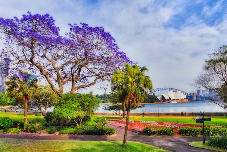 Jacaranda tree by Sydney Harbour