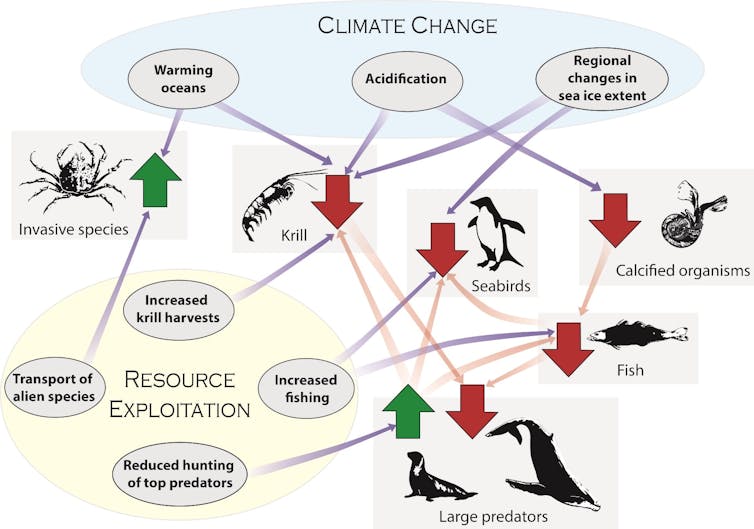 Graphic showing how people affect ecosystems in the Southern Ocean