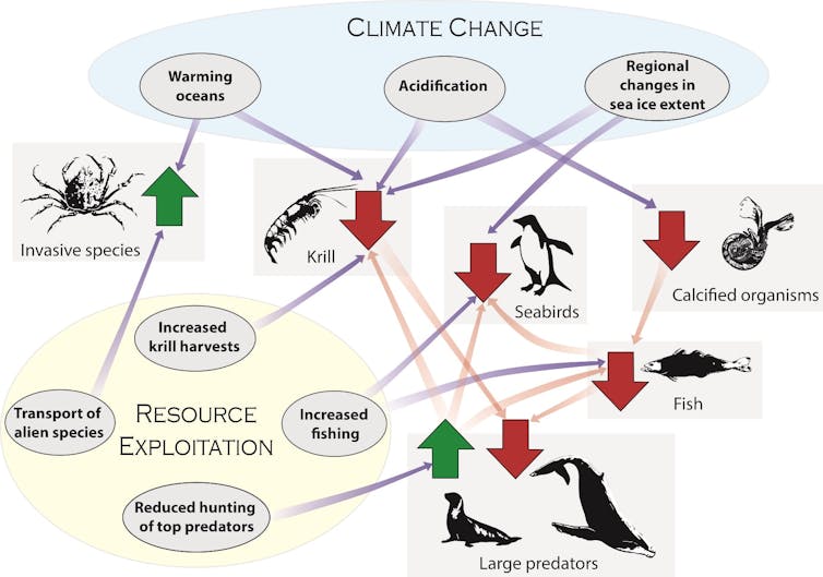 Gráfico que muestra el impacto humano en los ecosistemas del océano Antártico