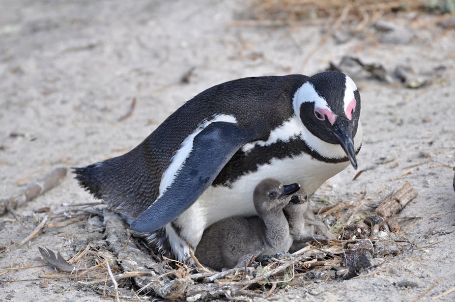 An African penguin with its chicks in a nest.