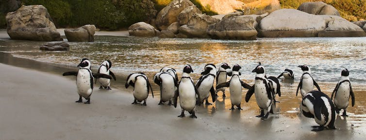 African Penguins on Boulders Beach, Cape Town, South Africa.