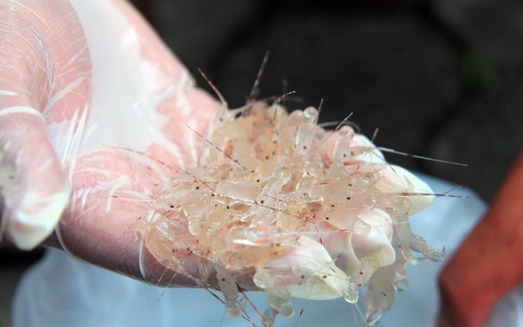 Puluhan udang kecil berwarna transparan di tangan.