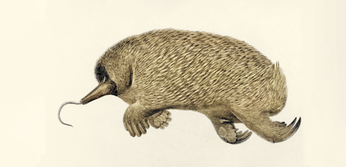 El Bounty fue un carguero convertido en velero armado para el transporte de árboles del pan entre Tahití y el Caribe. Pasó a la historia por el motín que se declaró a bordo el 28 de abril de 1789 siendo capitán William Blight, que había servido al mando de James Cook, el legendario marino quien, como el equidna de este relato, acabó sus días formando parte de un asado que se zamparon los hawaianos.