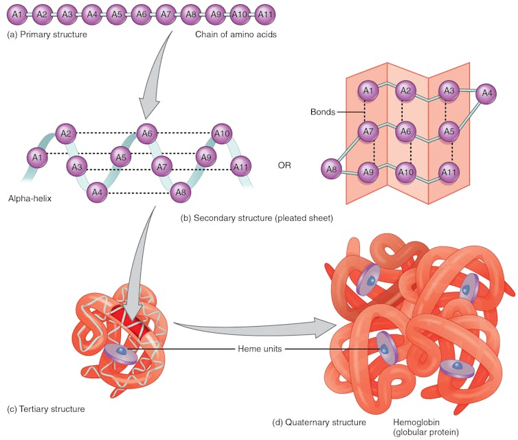 AI makes huge progress predicting how proteins fold – one of biology's greatest challenges – promising rapid drug development