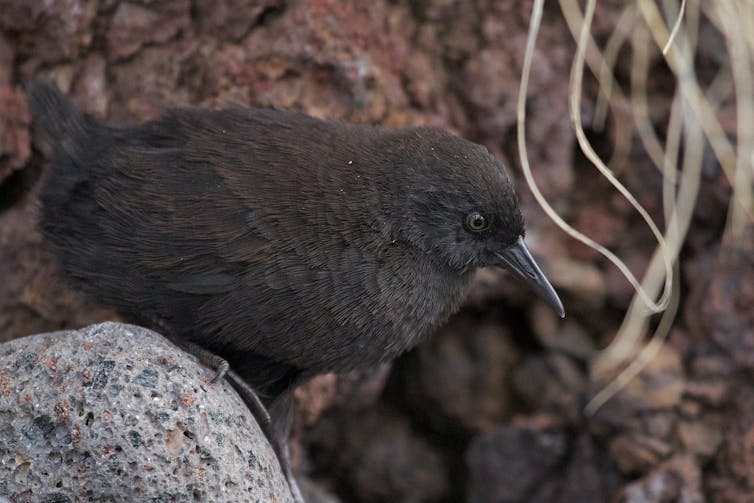 A small dark brown bird sits on a rock.