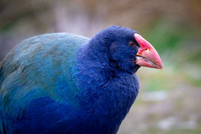 A plump bright blue bird with red beak