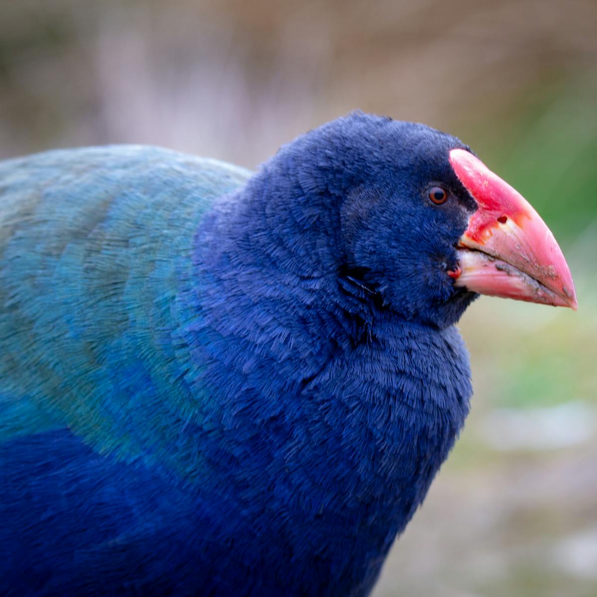 Flightless Birds Were More Common Before Human Driven Extinctions New Study Flightless Birds Were More Common Before Human Driven Extinctions New Study