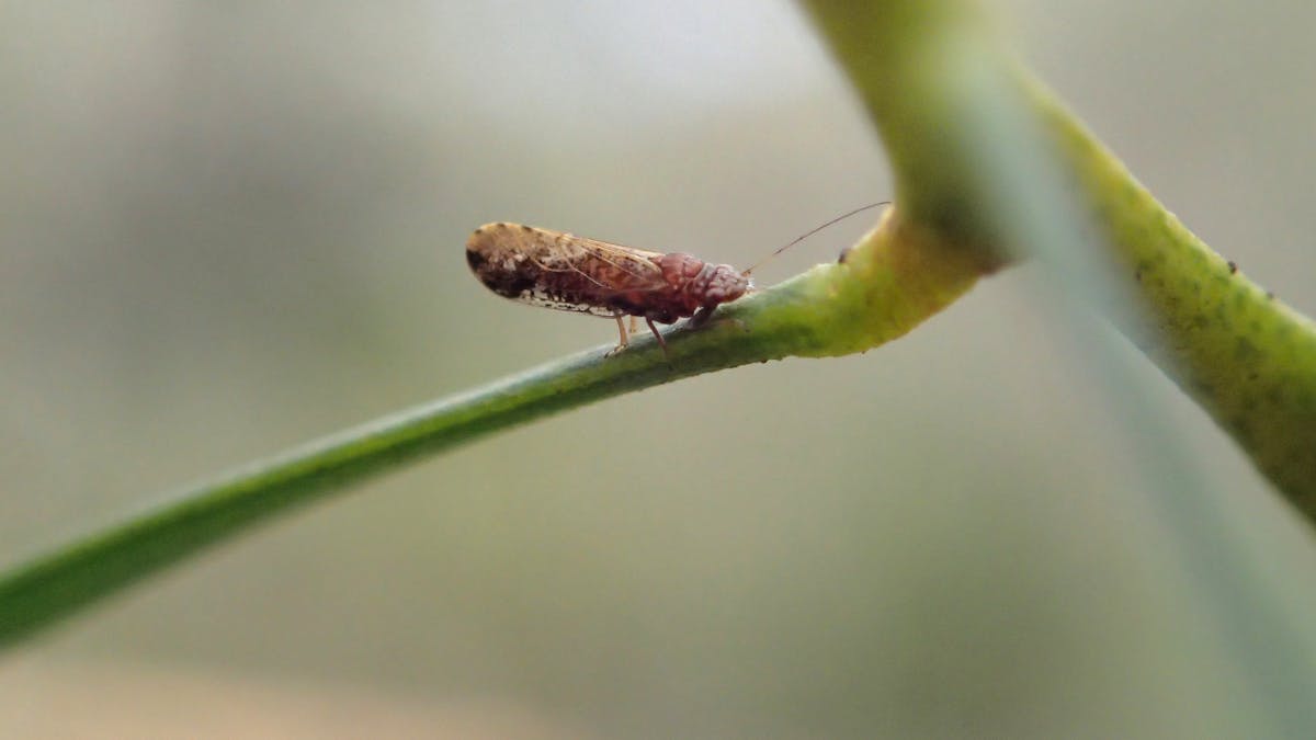 Photo of Banksia brownii plant louse