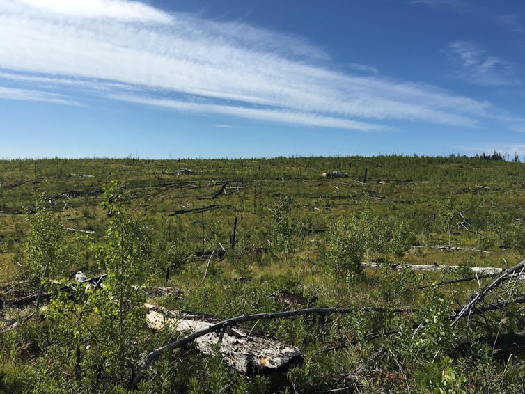 Open field with small shrubs and some logs