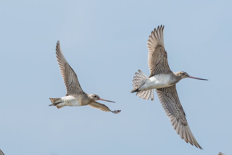 two birds in flight