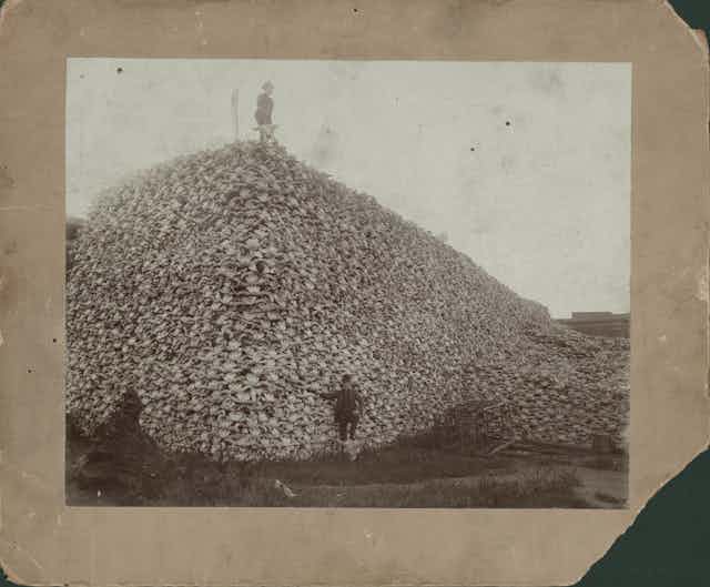 Man stands on top of enormous pile of buffalo skulls; another man stands in front of pile with his foot resting on a buffalo skull; rustic cage is at foot of pile