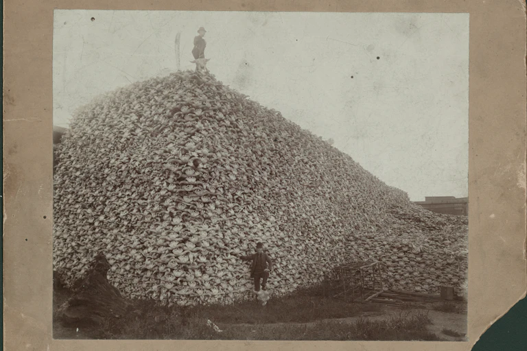 Man stands on top of enormous pile of buffalo skulls; another man stands in front of pile with his foot resting on a buffalo skull; rustic cage is at foot of pile