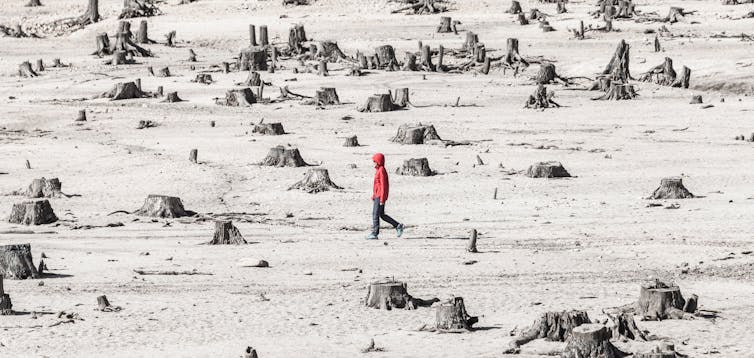 Person walking among tress stumps.