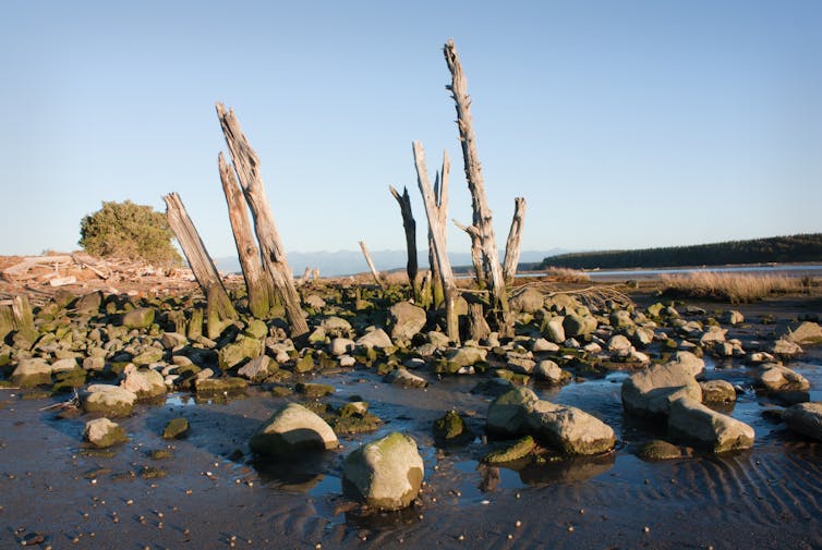 dead trees