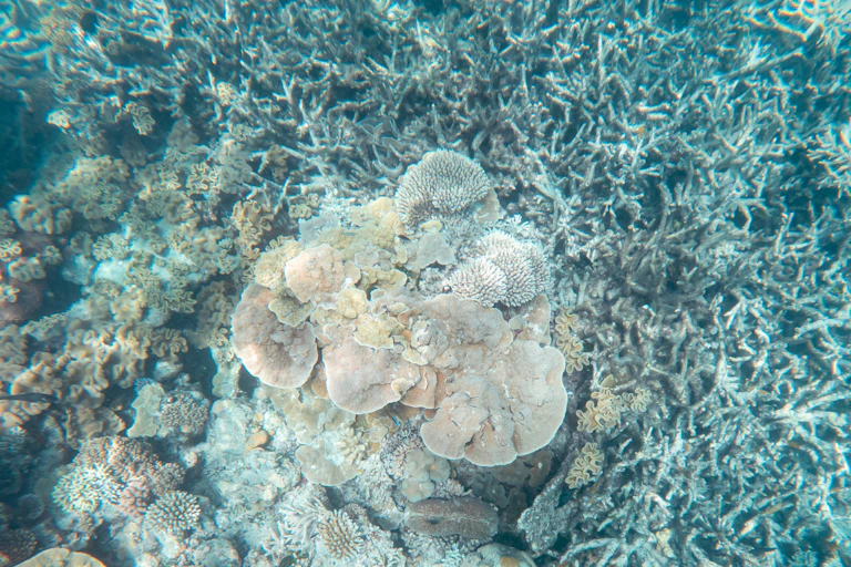 Coral bleaching