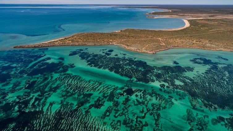 Aerial view of seagrass meadows and headlands in Shark Bay