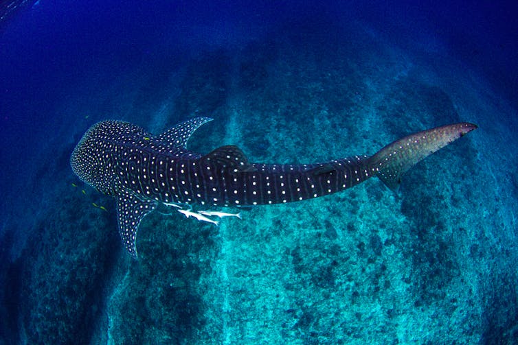 A whale shark