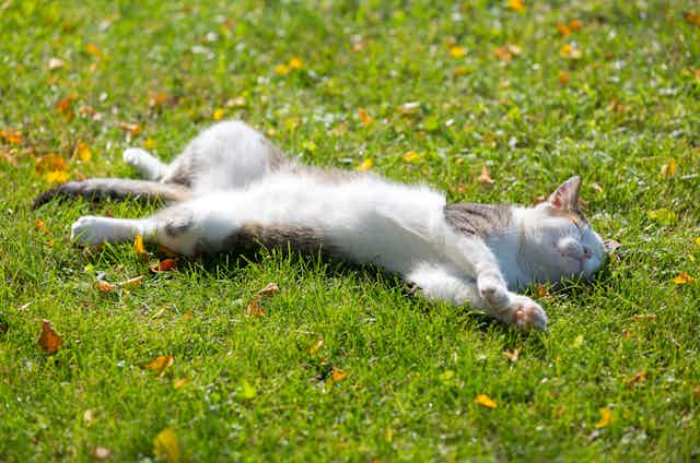 A cat lies on its back outside in the sun.