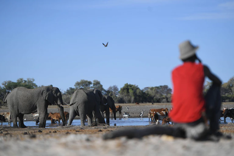 Farmer watches over his livestock at a wildlife watering hole.