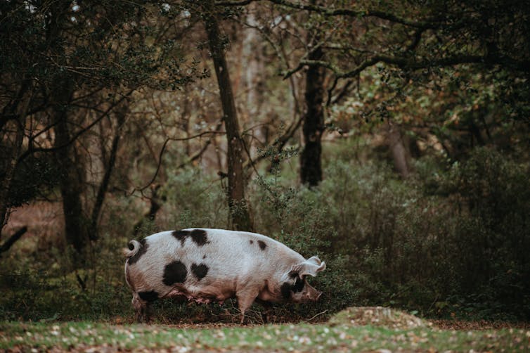 A large pig snuffles in a wood.
