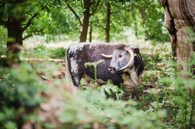 A cow stands in a forest clearing.