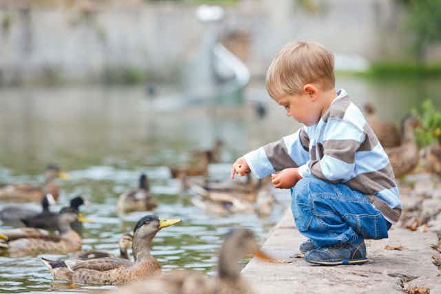 A young boy sits by a pond throwing food to ducks.
