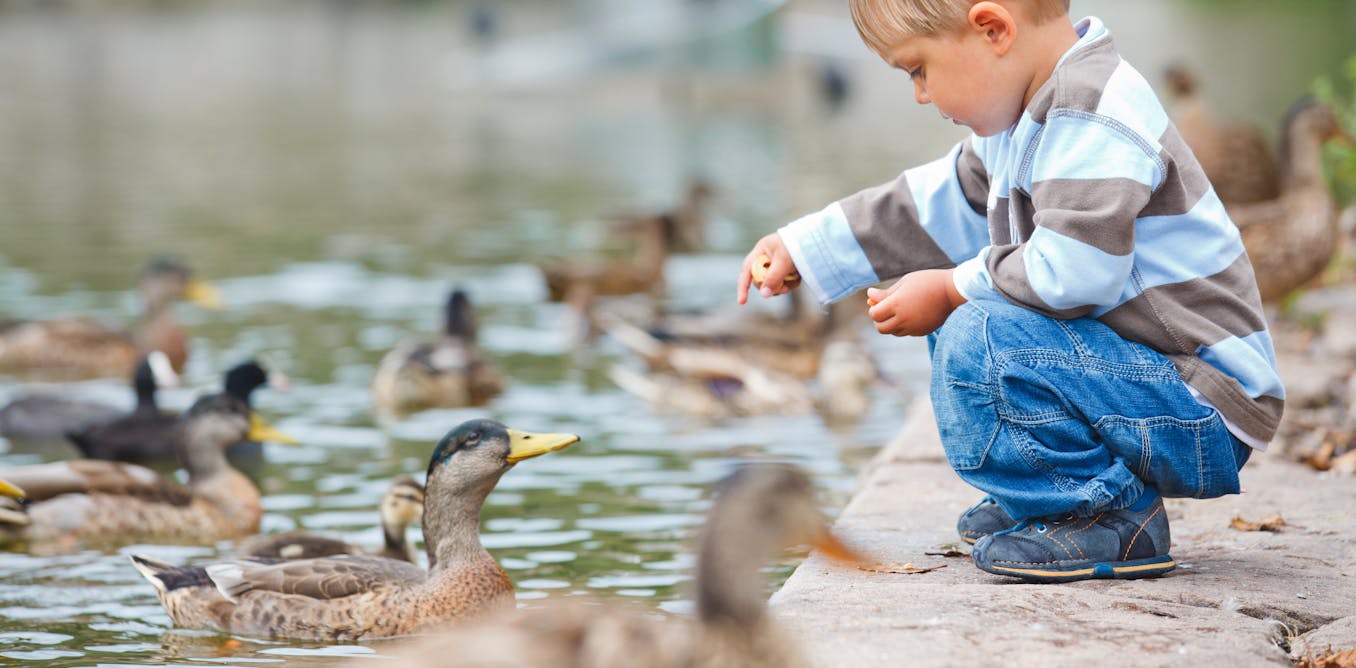 What To Feed Ducks According To Science