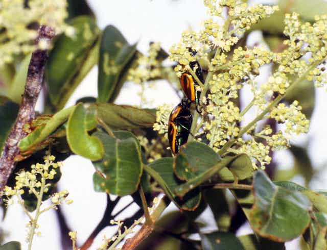 Two orange and black beetles sitting in a cluster of white flowers in tree.