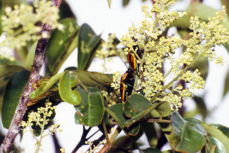 Two orange and black beetles sitting in a cluster of white flowers in tree.
