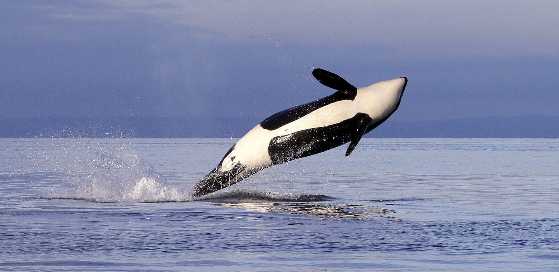 Pacific Killer Whales Are Dying — New Research Shows Why