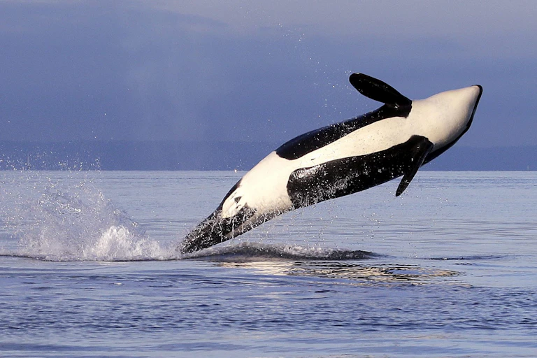 A killer whale breaching